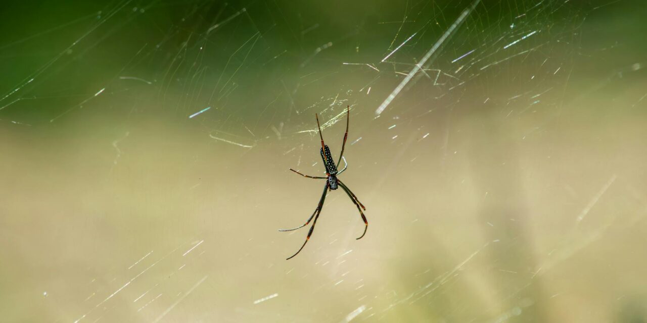 Portfolyo Web Tasarım