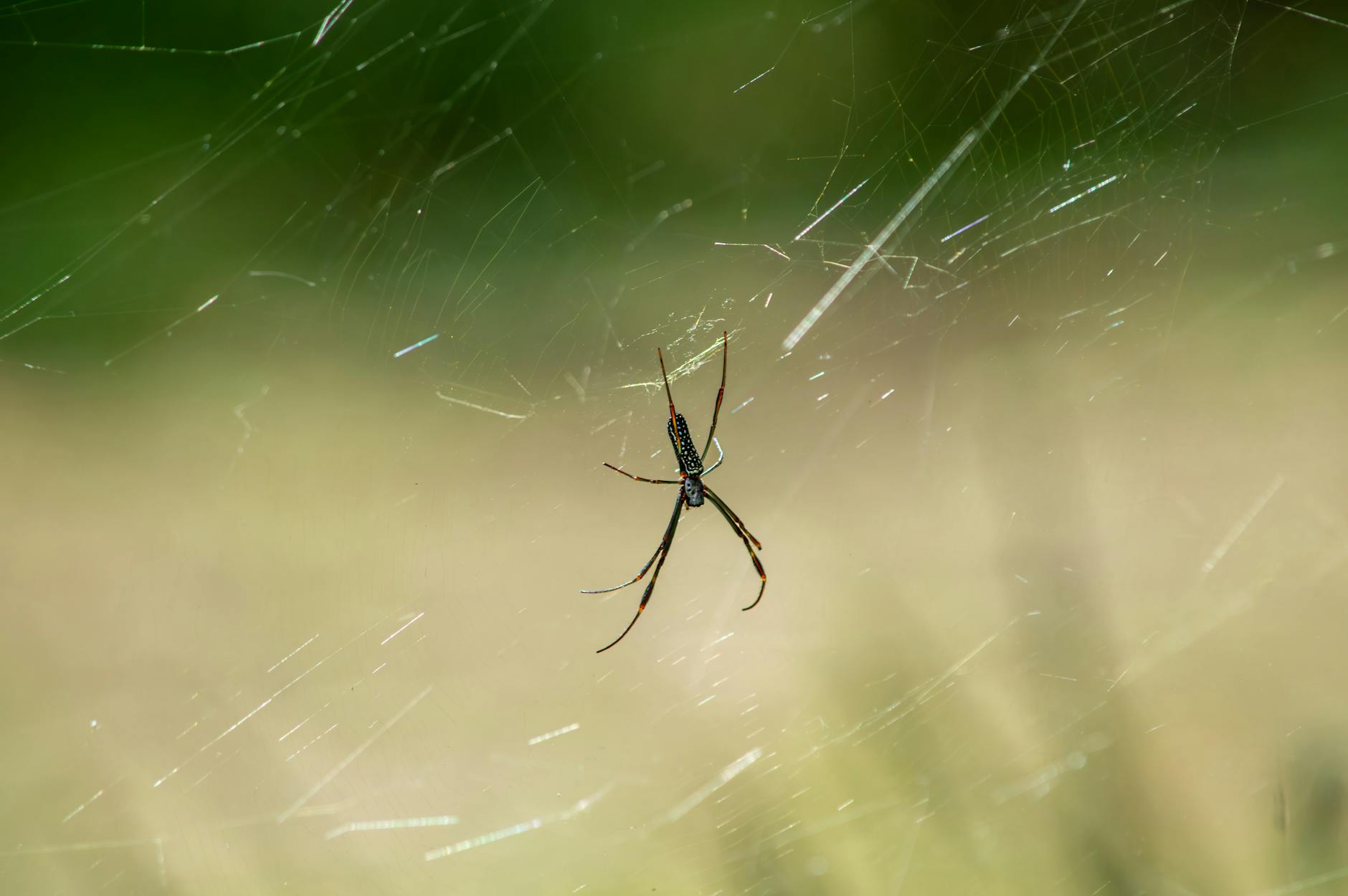 Portfolyo Web Tasarım